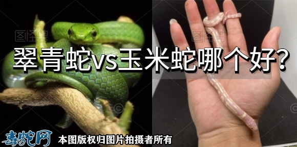 翠青蛇vs玉米蛇哪个好？