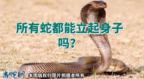 所有蛇都能立起身子吗？