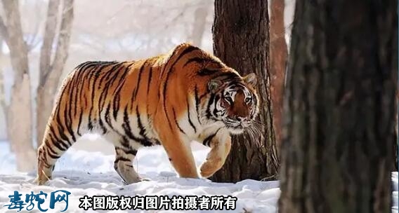 【东北虎】西伯利亚虎简介、西伯利亚虎...