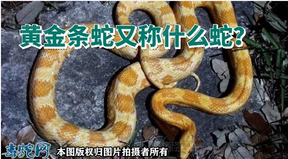 黄金条蛇又称什么蛇？