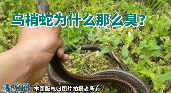 乌梢蛇为什么那么臭？