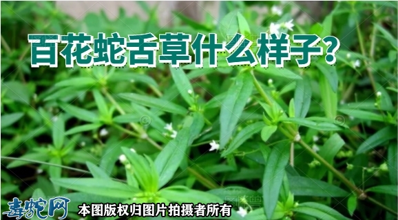 百花蛇舌草什么样子？