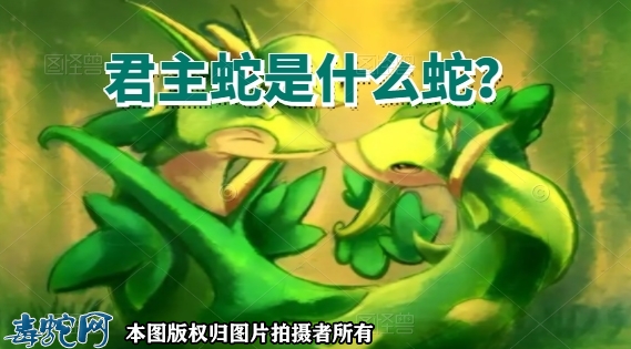 君主蛇是什么蛇？性格怎么样？