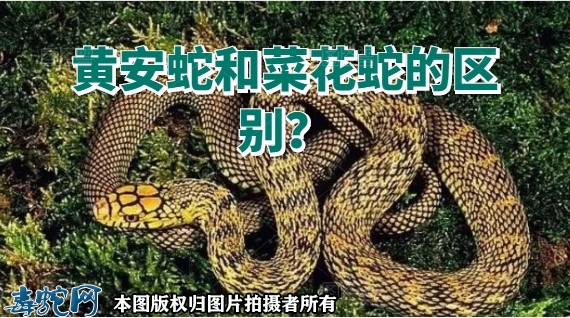 黄安蛇和菜花蛇的区别？