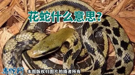 花蛇什么意思？指的是什么蛇？