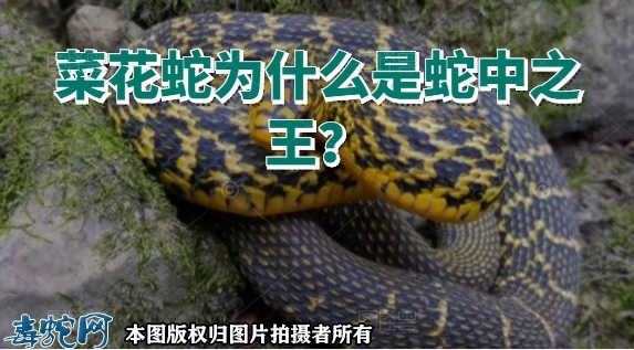 菜花蛇为什么是蛇中之王？