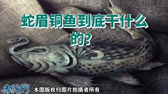 蛇眉铜鱼到底干什么的？