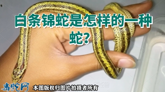 白条锦蛇是怎样的一种蛇？