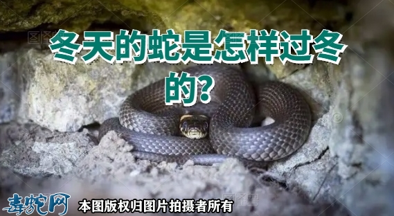 冬天的蛇是怎样过冬的？