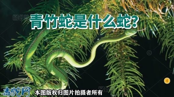青竹蛇是什么蛇？青竹蛇有毒吗？