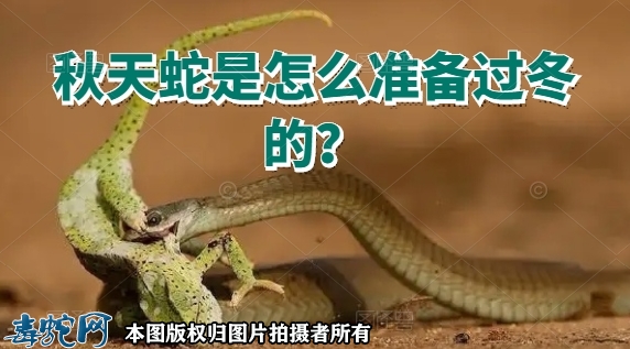 秋天蛇是怎么准备过冬的？