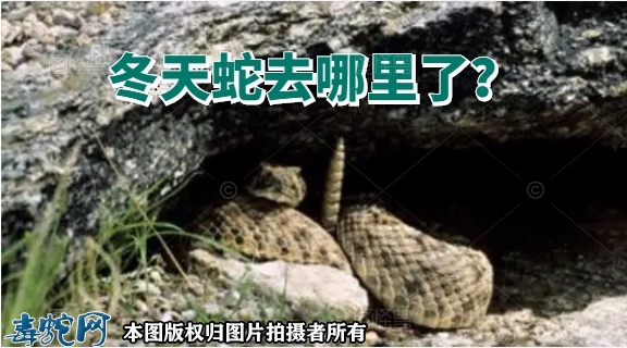 冬天蛇去哪里了？蛇冬天躲在什么地方？