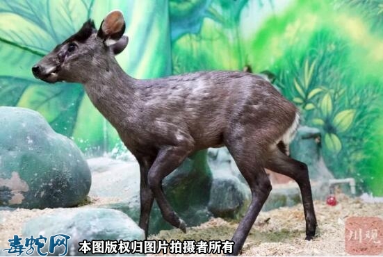 【毛冠鹿】毛冠鹿特征简介、毛冠鹿习性...