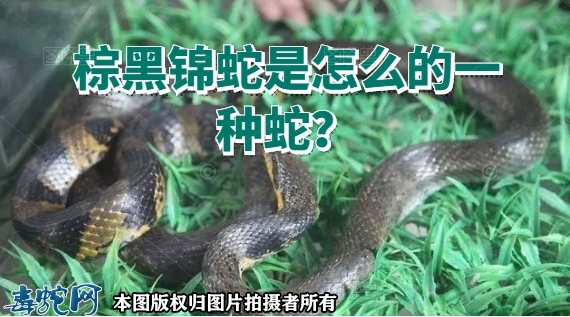 棕黑锦蛇是怎么的一种蛇？