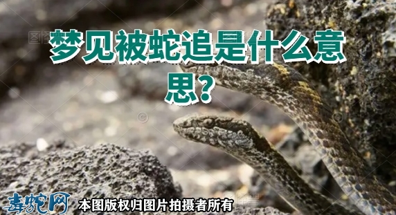 梦见被蛇追是什么意思？