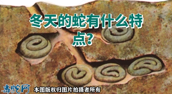 冬天的蛇有什么特点？