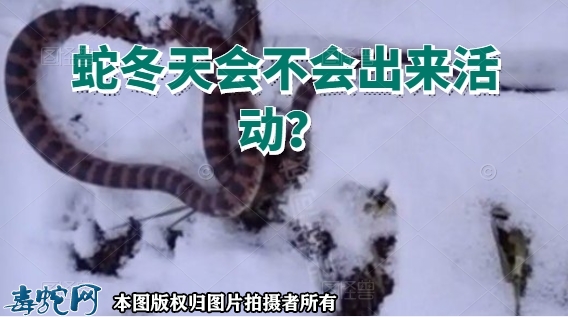 蛇冬天会不会出来活动？