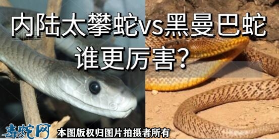 内陆太攀蛇vs黑曼巴蛇谁更厉害？