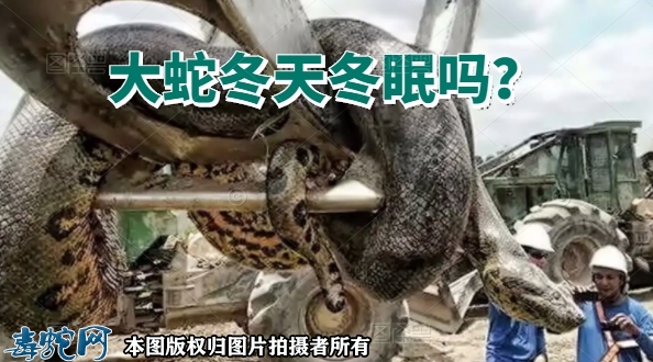 大蛇冬天冬眠吗？