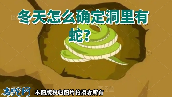 冬天怎么确定洞里有蛇？