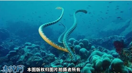 海蛇形状？海蛇是什么样子的？