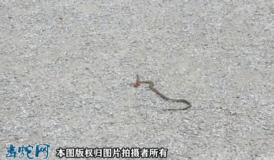 有小蛇一定会有大蛇吗？