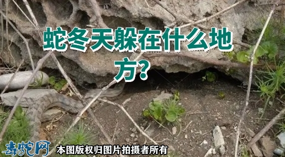 蛇冬天躲在什么地方？