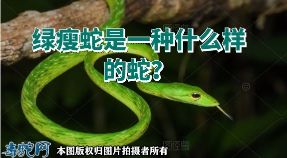 绿瘦蛇是一种什么样的蛇？