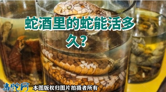 蛇酒里的蛇能活多久？