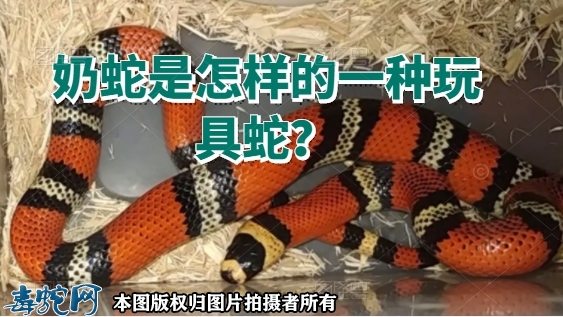 奶蛇是怎样的一种玩具蛇？