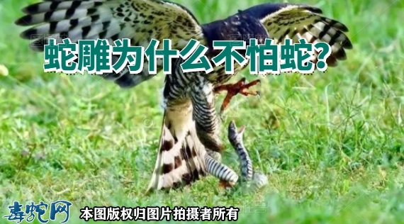 蛇雕是几级保护动物？蛇雕为什么不怕蛇...