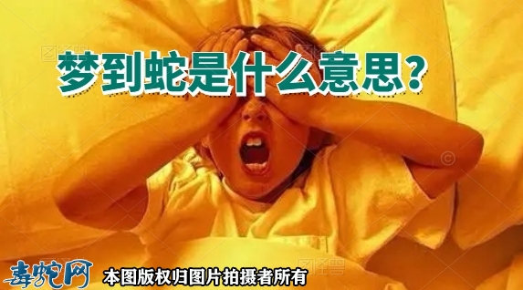 梦到蛇是什么意思？