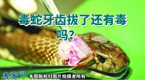 毒蛇牙齿拔了还有毒吗？