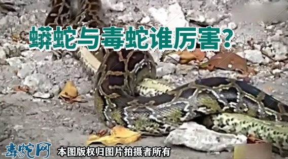 蟒蛇与毒蛇谁厉害？