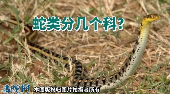 蛇类分几个科？