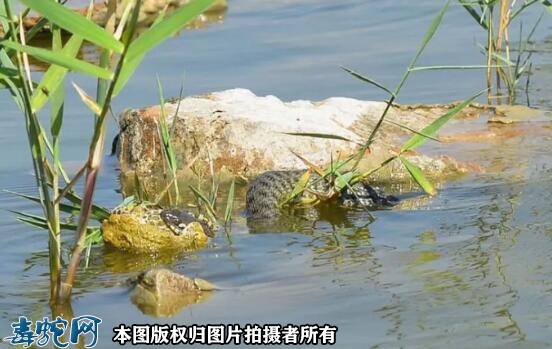 水蛇怎么过冬？水蛇冬天会冻死吗？