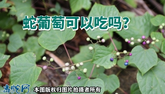 蛇葡萄也是葡萄吗？蛇葡萄可以吃吗？