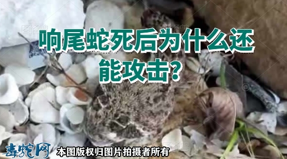 响尾蛇死后为什么还能攻击？