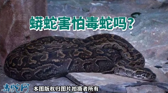 蟒蛇害怕毒蛇吗？