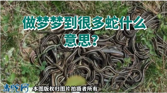 做梦梦到很多蛇什么意思？