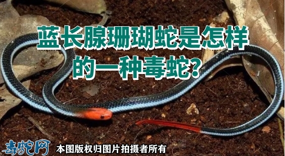 蓝长腺珊瑚蛇是怎样的一种毒蛇？
