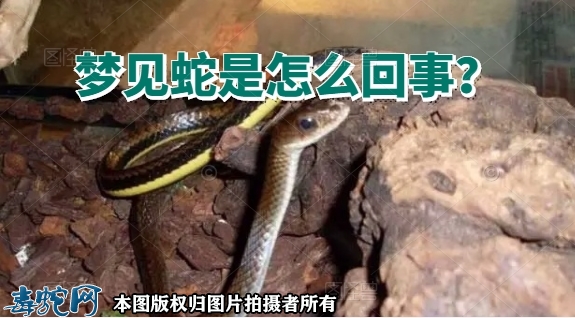 梦见蛇是怎么回事？