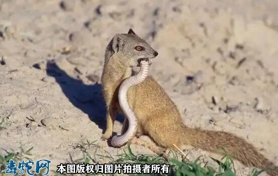 太攀蛇vs蛇獴结果会怎样？