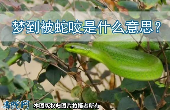 梦到被蛇咬是什么意思？
