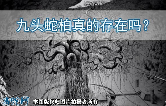 九头蛇柏真的存在吗？