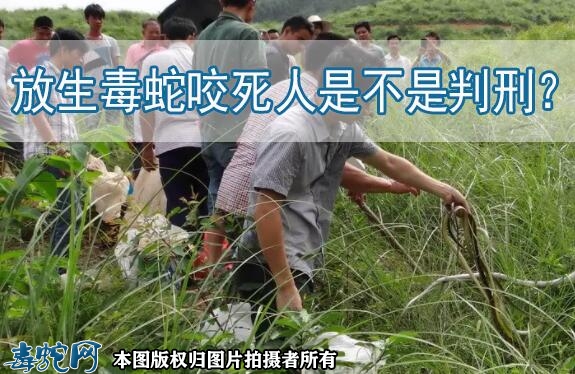 放生毒蛇咬死人是不是判刑？