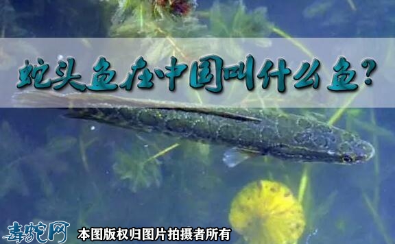 蛇头鱼在中国叫什么鱼？
