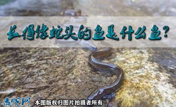 长得像蛇头的鱼是什么鱼？