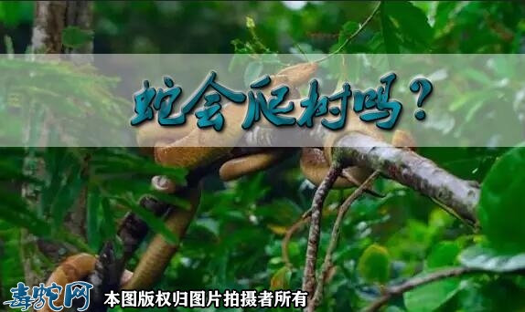 蛇会爬树吗？