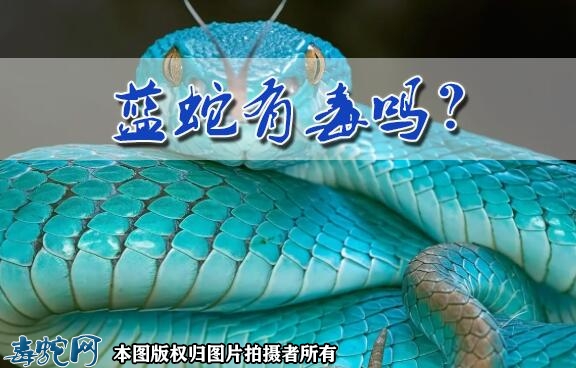 蓝蛇是什么蛇？蓝蛇有毒吗？